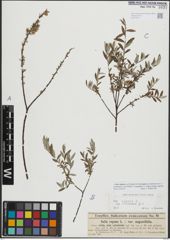 Foto von Salix repens L.